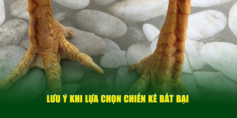 Lưu ý khi lựa chọn chiến kê bất bại